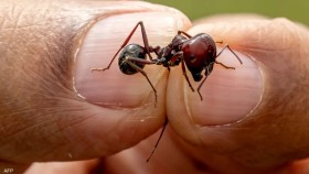 اصطياد هذه الحشرة يعرضك للاعتقال في كينيا