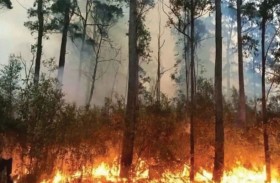 إجلاء سكان بلدة كاملة بسبب حريق غابات 